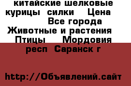 китайские шелковые курицы (силки) › Цена ­ 2 500 - Все города Животные и растения » Птицы   . Мордовия респ.,Саранск г.